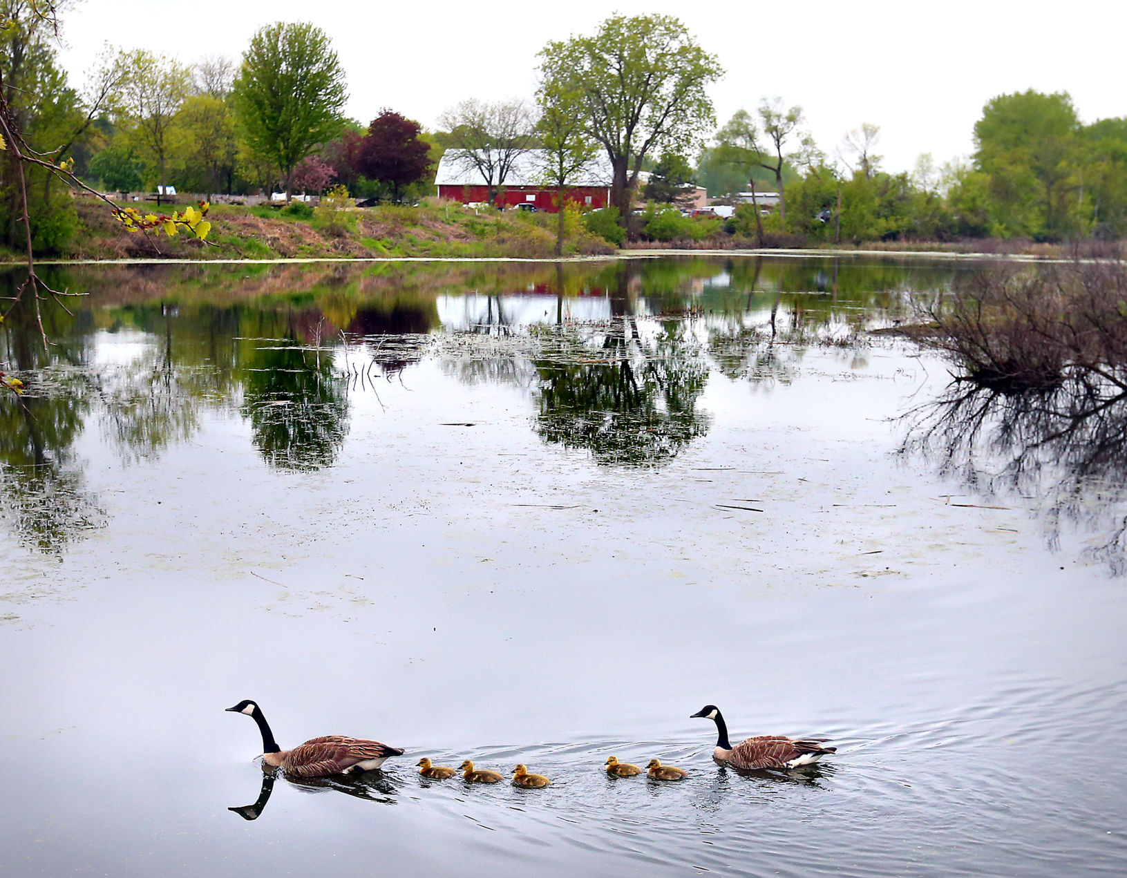 Wildlife in the La Crosse River marsh